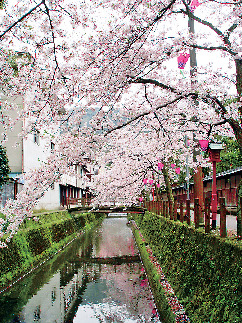 【城崎温泉×四季の風景】春