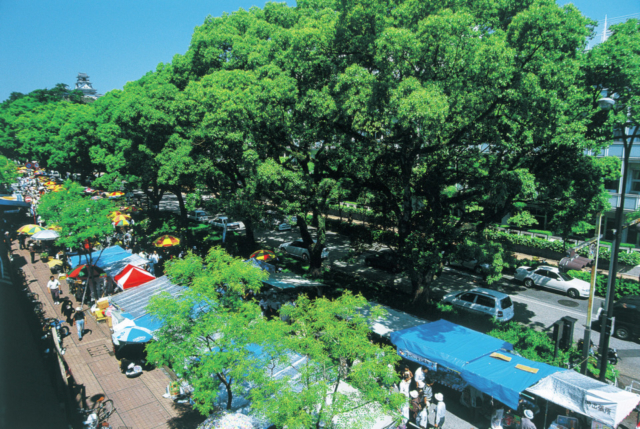 高知の日曜市について知ろう