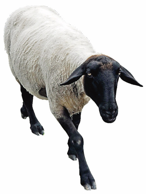 【やまなみハイウェイドライブ②】大自然の中で動物とふれあう「国立公園九重やまなみ牧場」