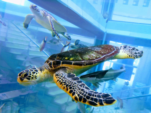 【奄美大島の観光スポット】奄美海洋展示館