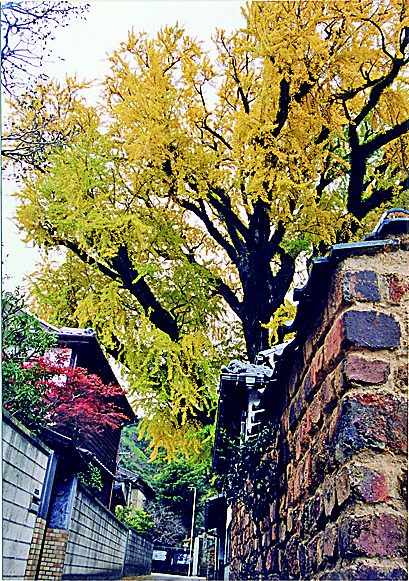 「秋の有田陶磁器まつり」に行こう!