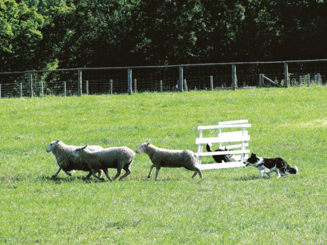 【やまなみハイウェイドライブ②】大自然の中で動物とふれあう「国立公園九重やまなみ牧場」