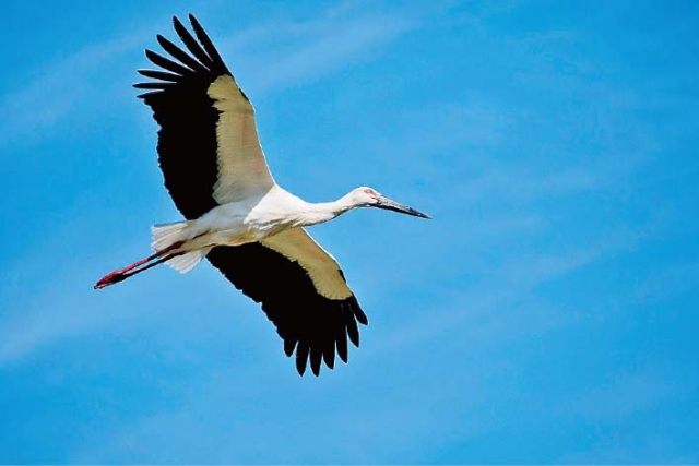 兵庫県立コウノトリの郷公園