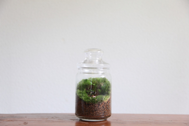 苔のテラリウム 3300~3960円