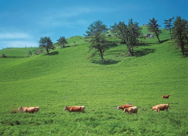 【由布院・阿蘇】夏