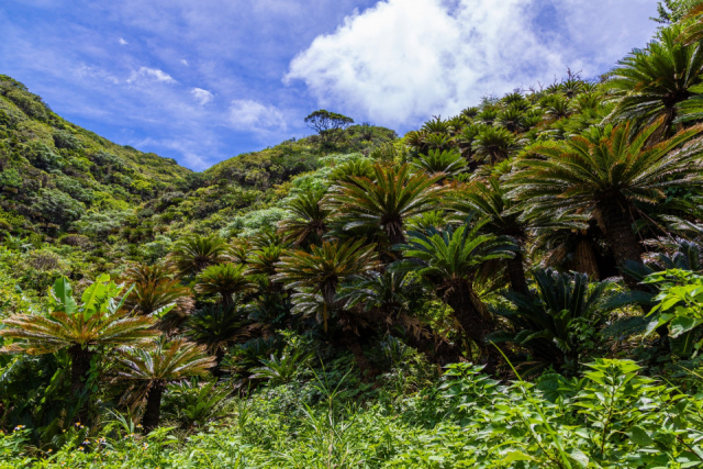 【奄美大島北部の観光情報】ソテツ・バショウ群生地