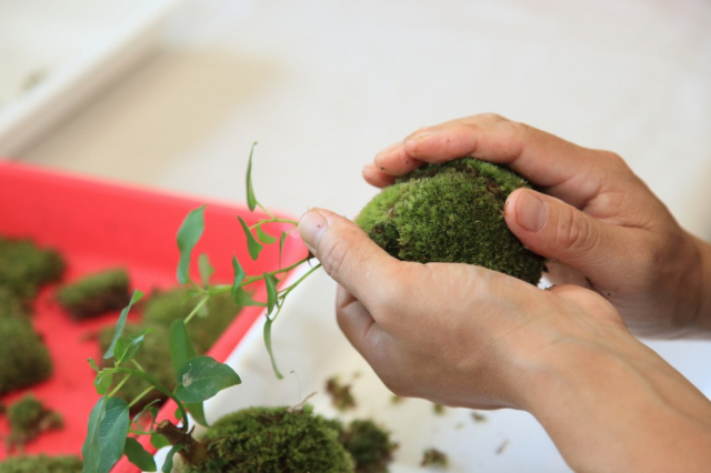 苔玉作り