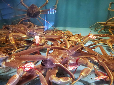 【鳥取のおすすめグルメ×カニ】まつむら旅館別館 汐見亭