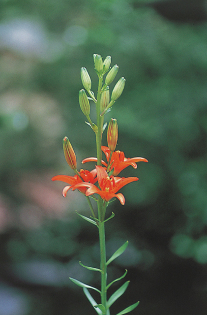 代表的な高山植物