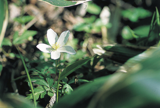 代表的な高山植物