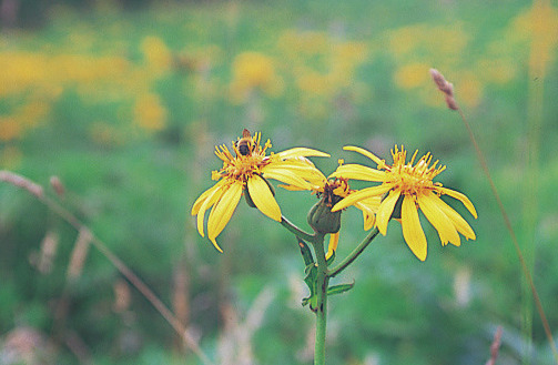 代表的な高山植物