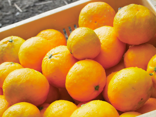 【徳島の道の駅】道の駅 三野