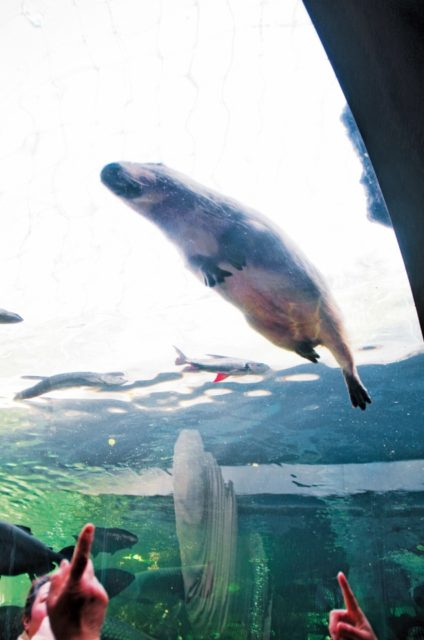 水遊園のユカイな仲間たち