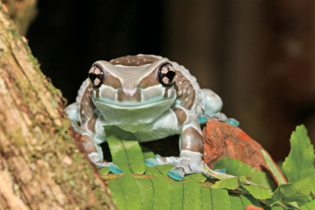 体感型カエル館 KawaZoo