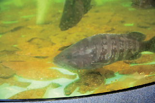 CHECK!幻の高級魚マハタとは?