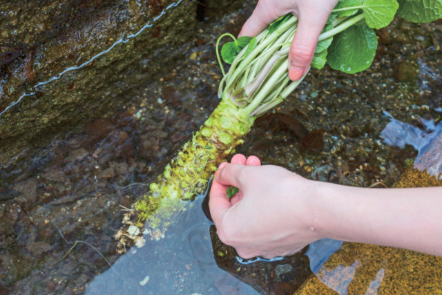 静岡水わさびの伝統栽培が世界農業遺産に認定