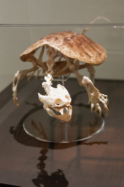 ユニークな展示法が話題