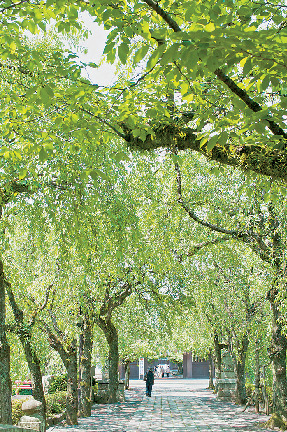【三島観光】三嶋大社