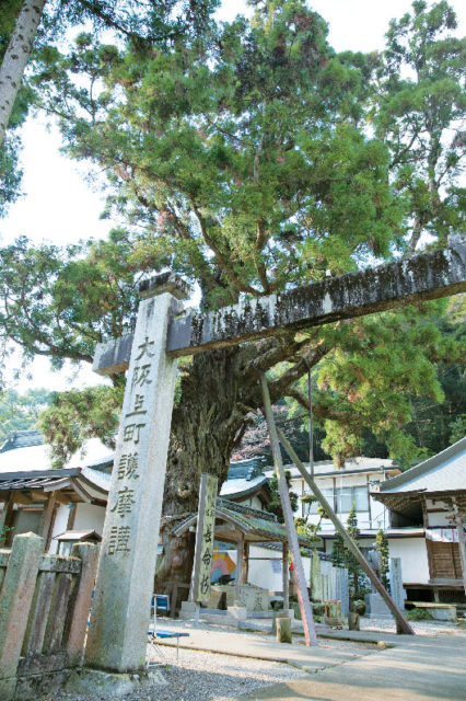 【お遍路×第2番札所】弘法大師が植えたと伝わる長命杉が見事「極楽寺」