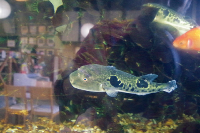 那珂川の新名物 温泉トラフグを食べてみよう!