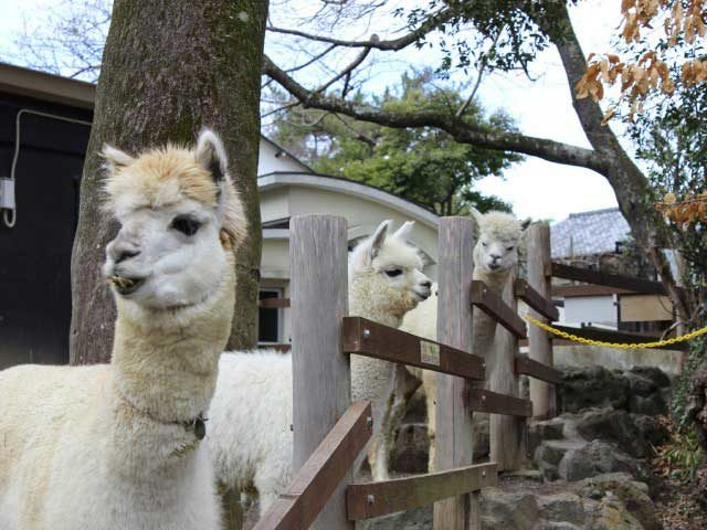 【三島観光】楽寿園