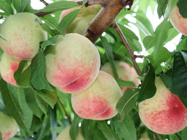 【天浜線×沿線&駅舎巡り】四季ごとのフルーツ狩りが楽しめる「はままつフルーツパーク時之梄」