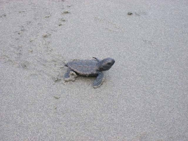 【静岡・御前崎×観光】未来のために自然保護を「アカウミガメ産卵地」