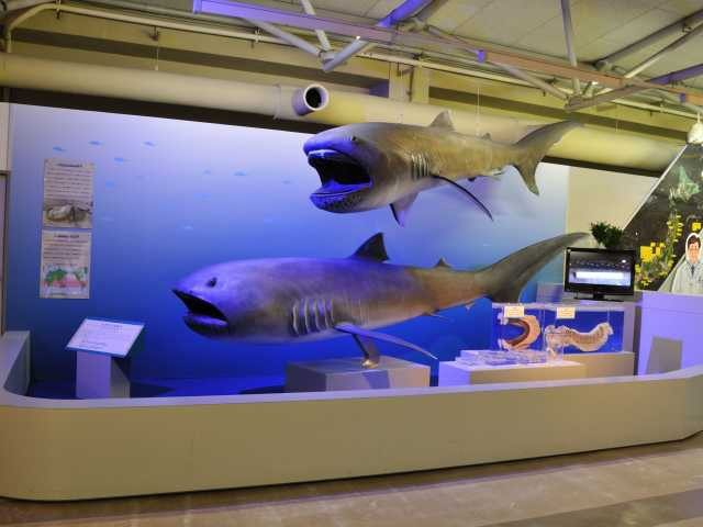 【旅のPICK UP】東海大学海洋科学博物館・自然史博物館