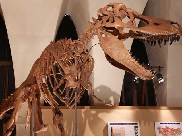 【旅のPICK UP】東海大学海洋科学博物館・自然史博物館