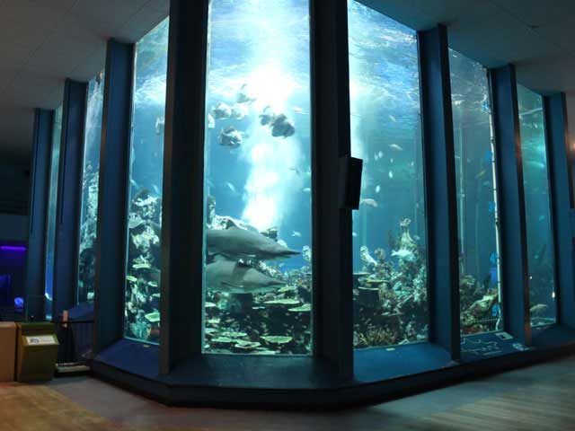 【旅のPICK UP】東海大学海洋科学博物館・自然史博物館