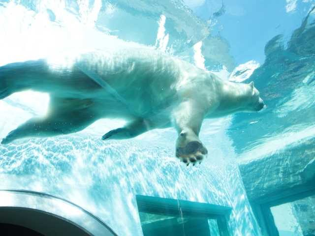 【静岡・日本平動物園×展示法】●ホッキョクグマ