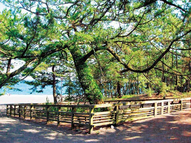 三保松原(羽衣の松)