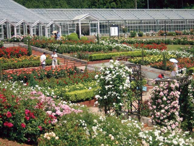 【静岡・島田×観光】優雅なバラの香りが漂う公園「島田市ばらの丘公園」