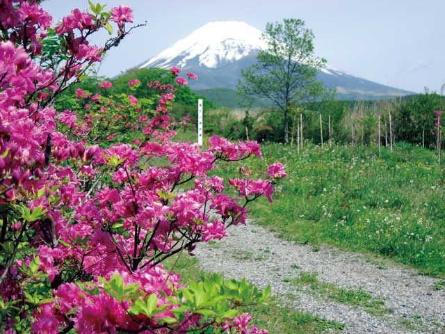 森林浴や散策でリフレッシュ「富士山遊歩道」