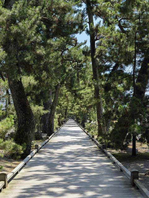 【三保松原×観光】神の道