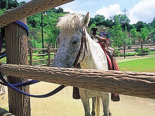 今治の観光スポット「のまうまハイランド 」