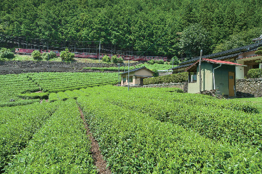 展望車両からの眺めを堪能