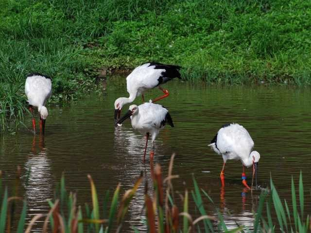 兵庫県立コウノトリの郷公園