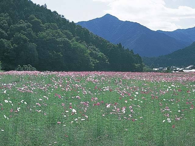 清住のコスモス畑