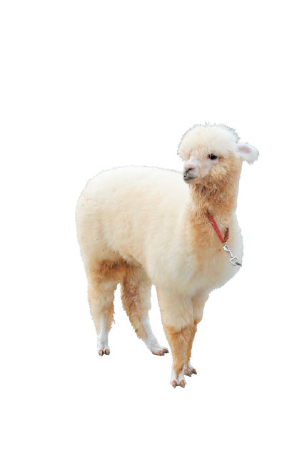 4、一日中遊べるテーマパークがたくさんある!!