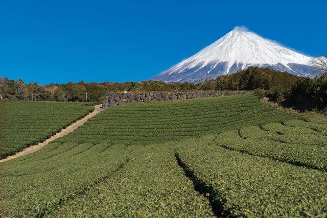 ①富士山麓エリア 特徴とおすすめの観光スポット