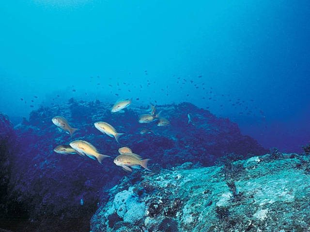 【阿南海岸ドライブモデルコース】海中観光船ブルーマリン