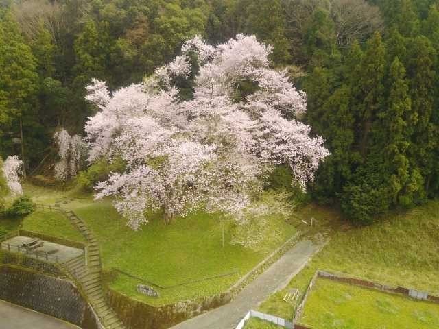 吉良のエドヒガン桜