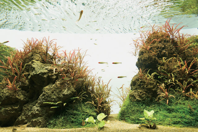 水中楽園AQUARIUM