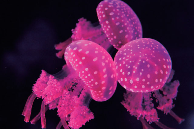 水中楽園AQUARIUM