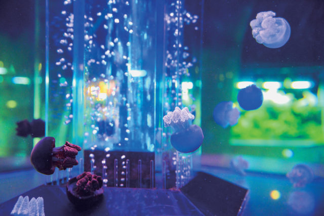 水中楽園AQUARIUM