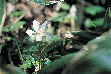 天狗高原では、高山植物が見られる!