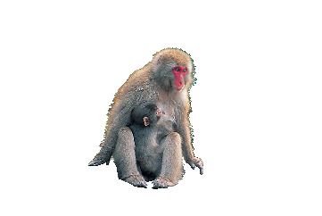 【四国カルスト&滑床渓谷×観光 2日目】自然に抱かれた渓谷は愛媛屈指の癒しスポット「滑床渓谷」