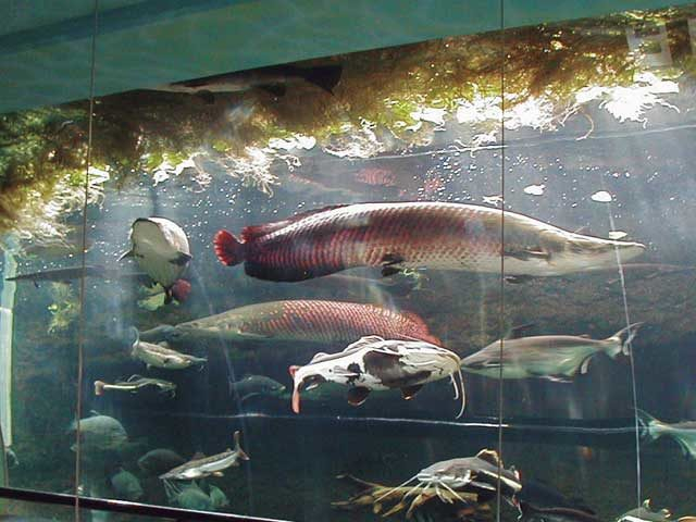 【四国カルスト&滑床渓谷×観光 2日目】いろいろ楽しめる複合施設「虹の森公園」