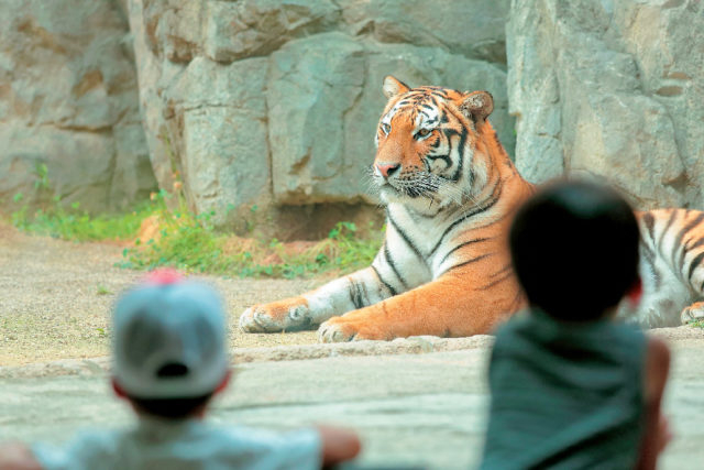 【静岡・日本平動物園×展示法】●アムールトラ